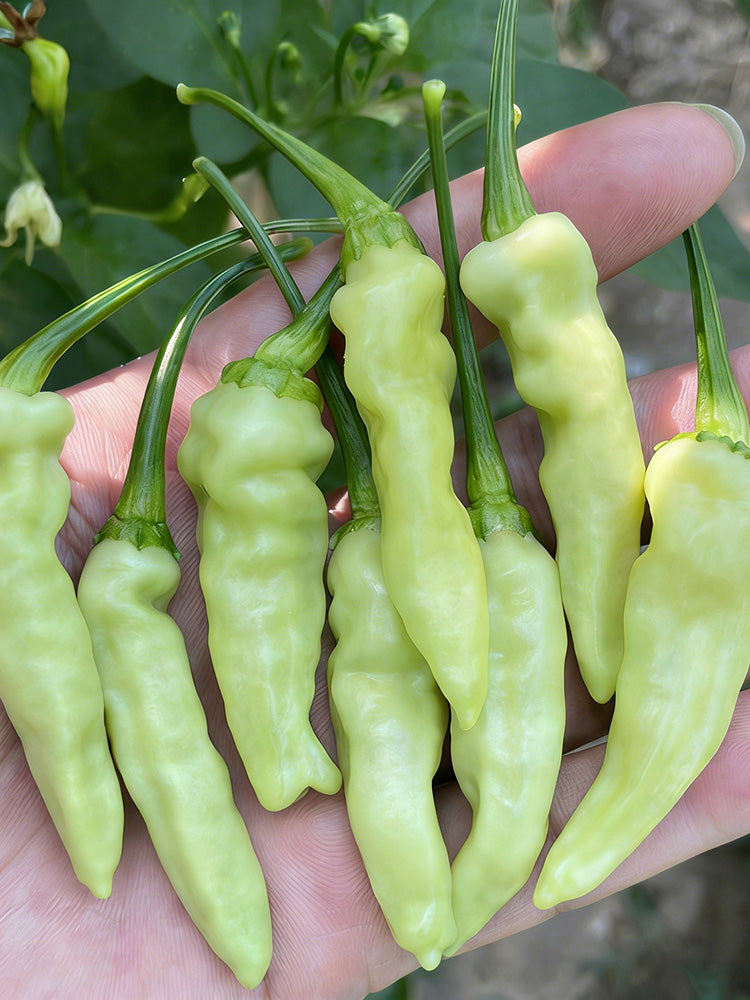 Pickling Pepper