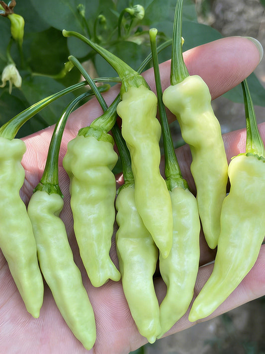 Pickling Pepper