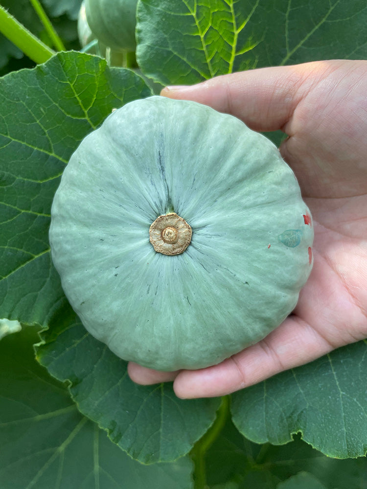 Silver Baby Chestnut Pumpkin