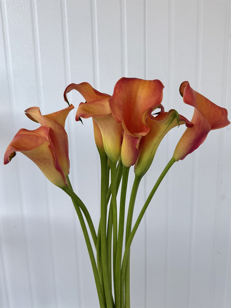 'Rialto' Calla Lily