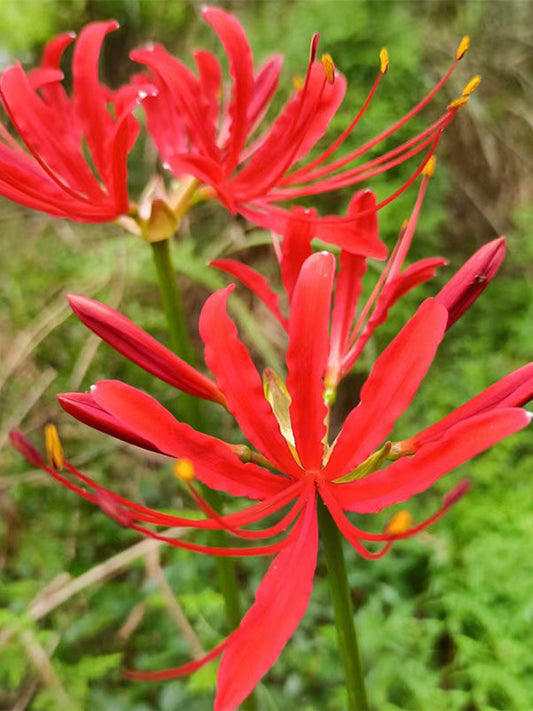 Blood Red Chunxiao Lycoris