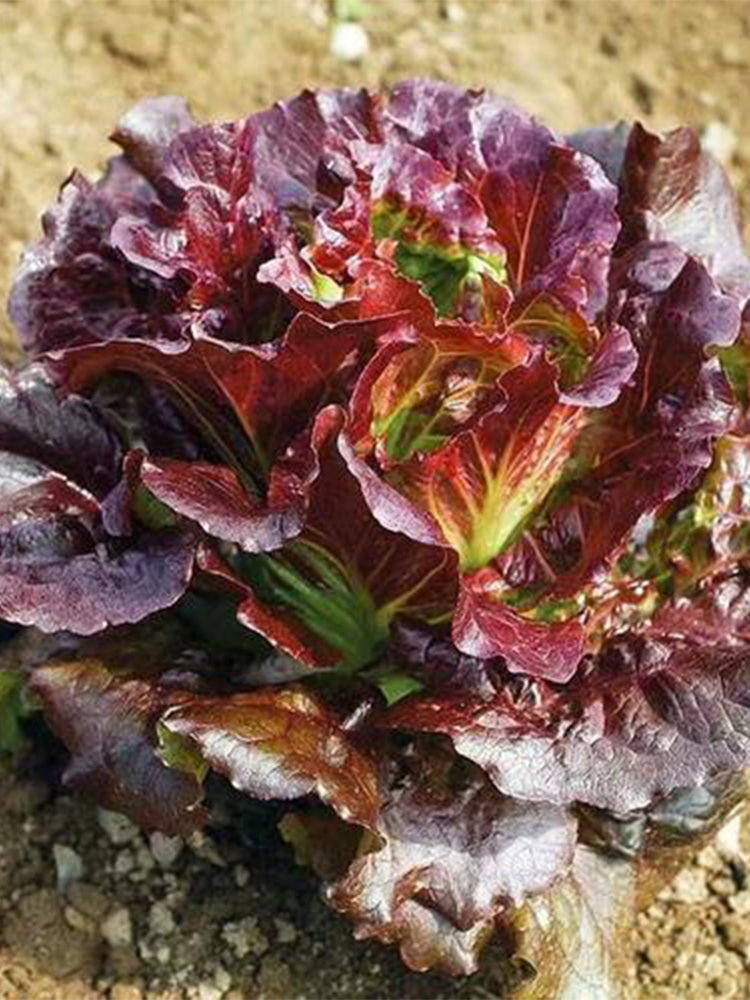 Coffee-colored Butter Lettuce