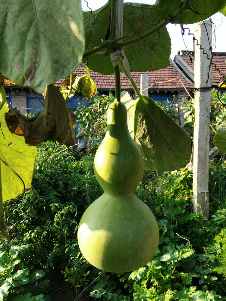 Giant Birdhouse Gourd