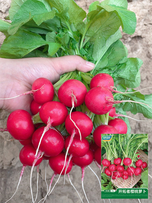 Red Cherry Radishs