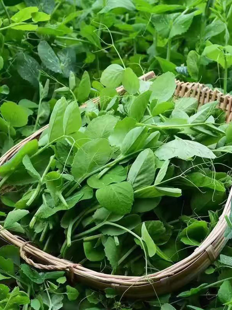 Pea sprouts