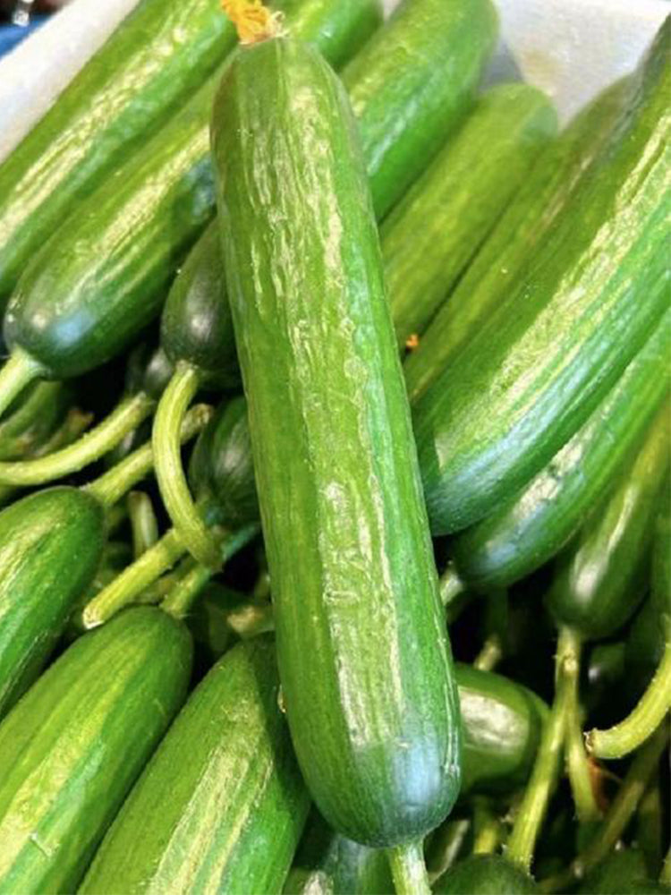 'Flavor Supreme' Fruit Cucumbers