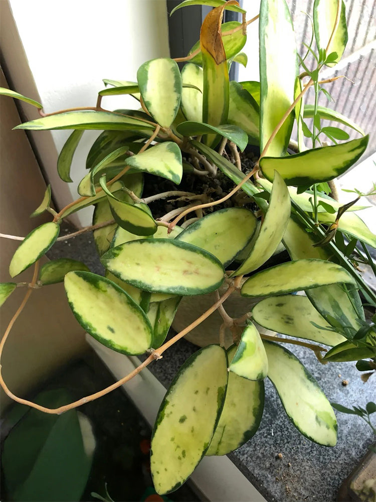 Hoya parasitica 'Variegated In' Unrooted Stem Cuttings