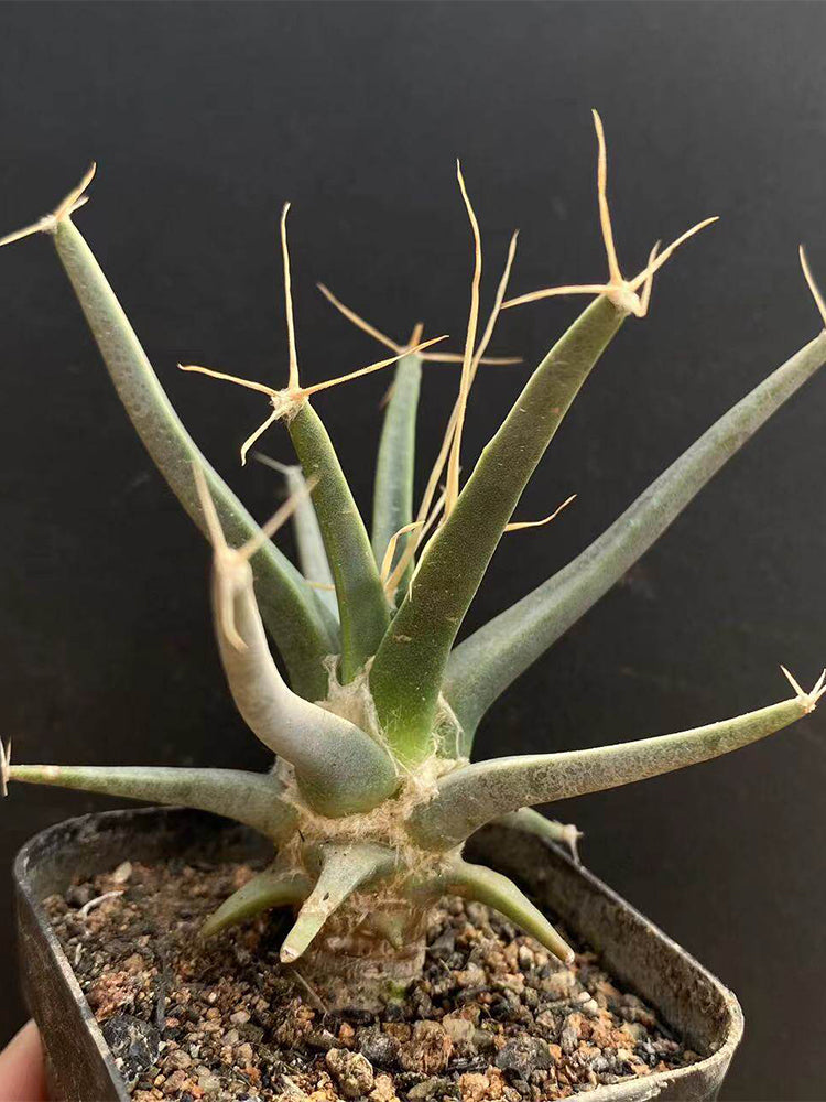 Leuchtenbergia principis