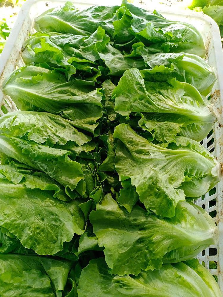 'Lvmei' Italian Lettuce