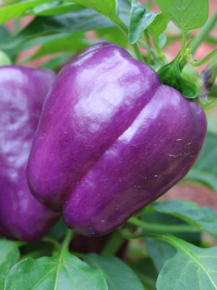 Violgo Sweet Pepper