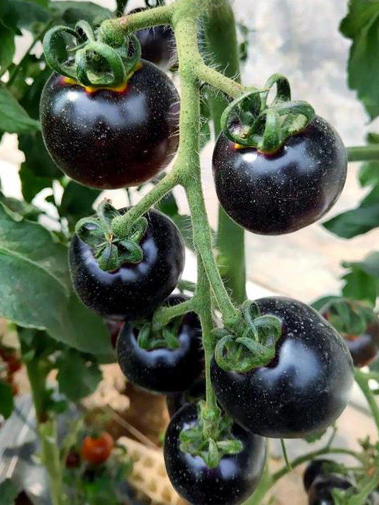 Black Enchantress Fruit Tomato