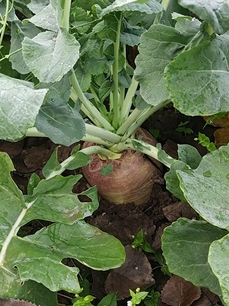 Giant Turnip
