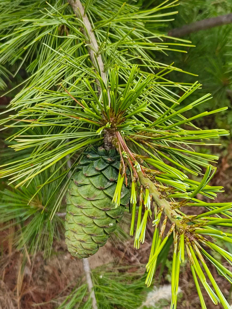 Huashan Pine