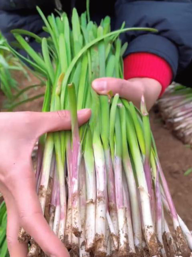 Purple-rooted Chinese Chives