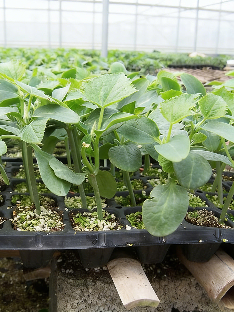 Qingyuan Rootstock