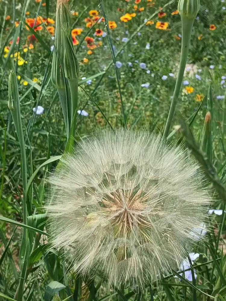 Giant Salsify