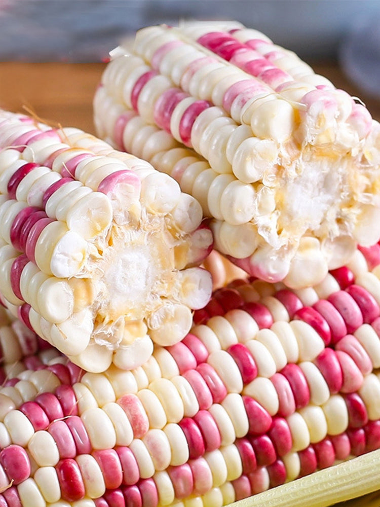 Color Sweet-waxy Corn No.102