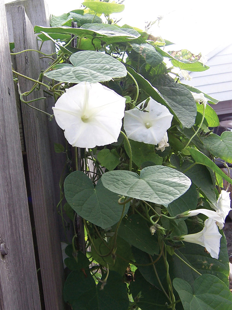 Moonflower