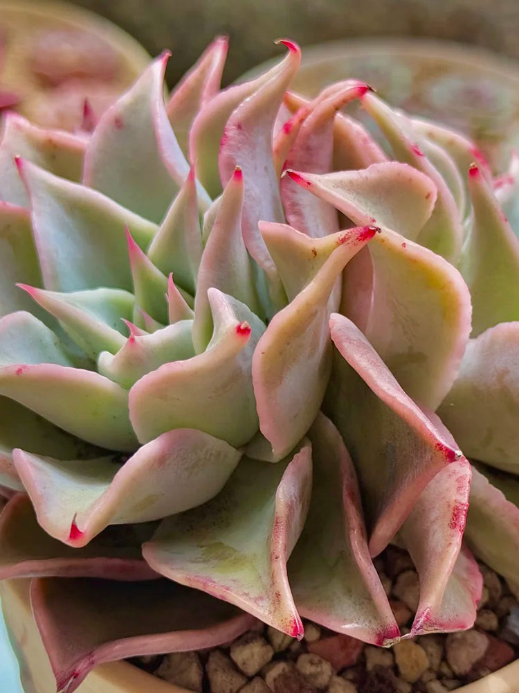 Echeveria cv. 'Dumpling Wrapper'