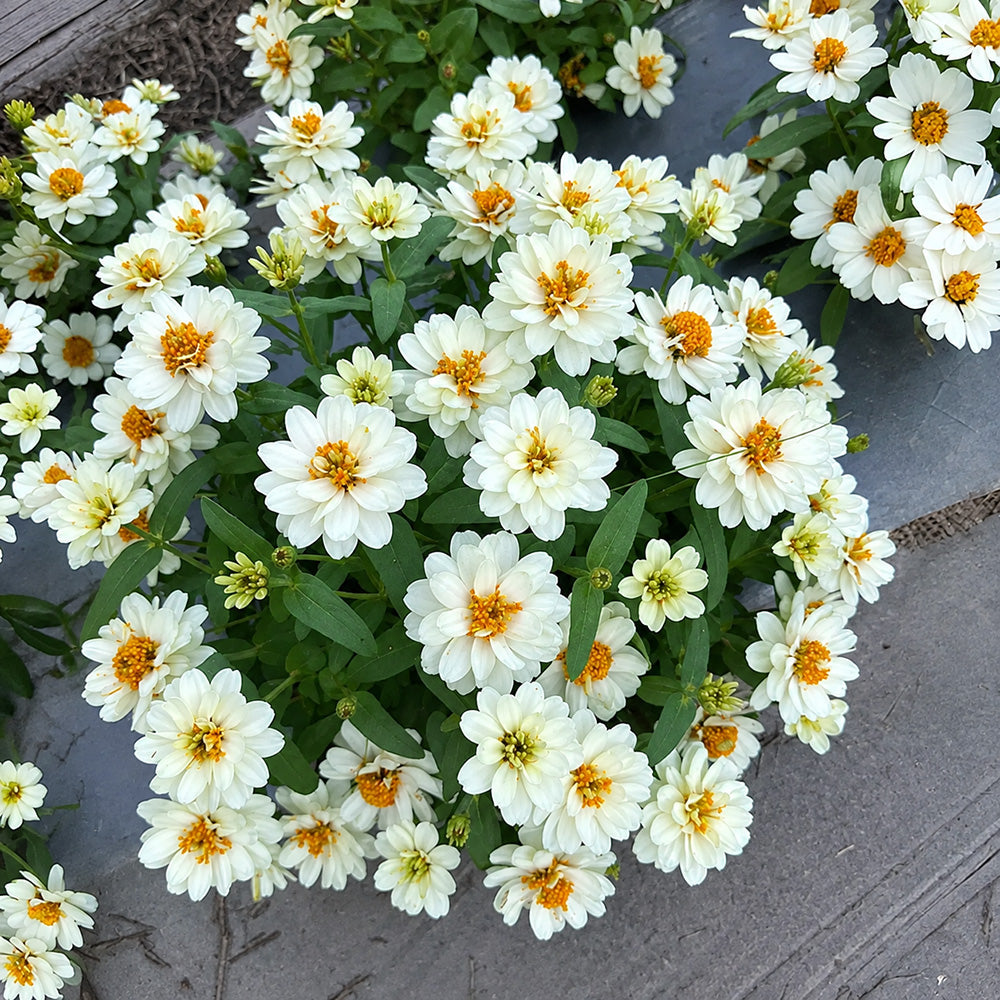 W1340 Profusion Double White Improved Zinnia