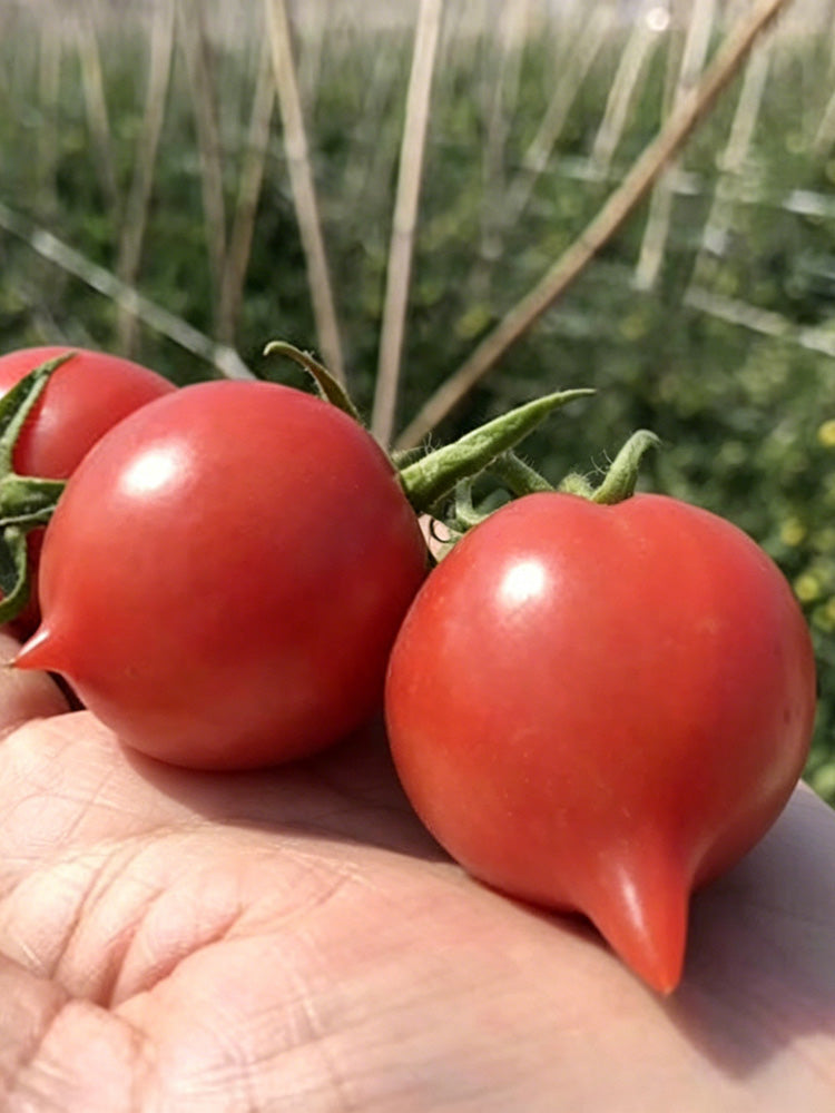 Spring Peach Heart Tomato