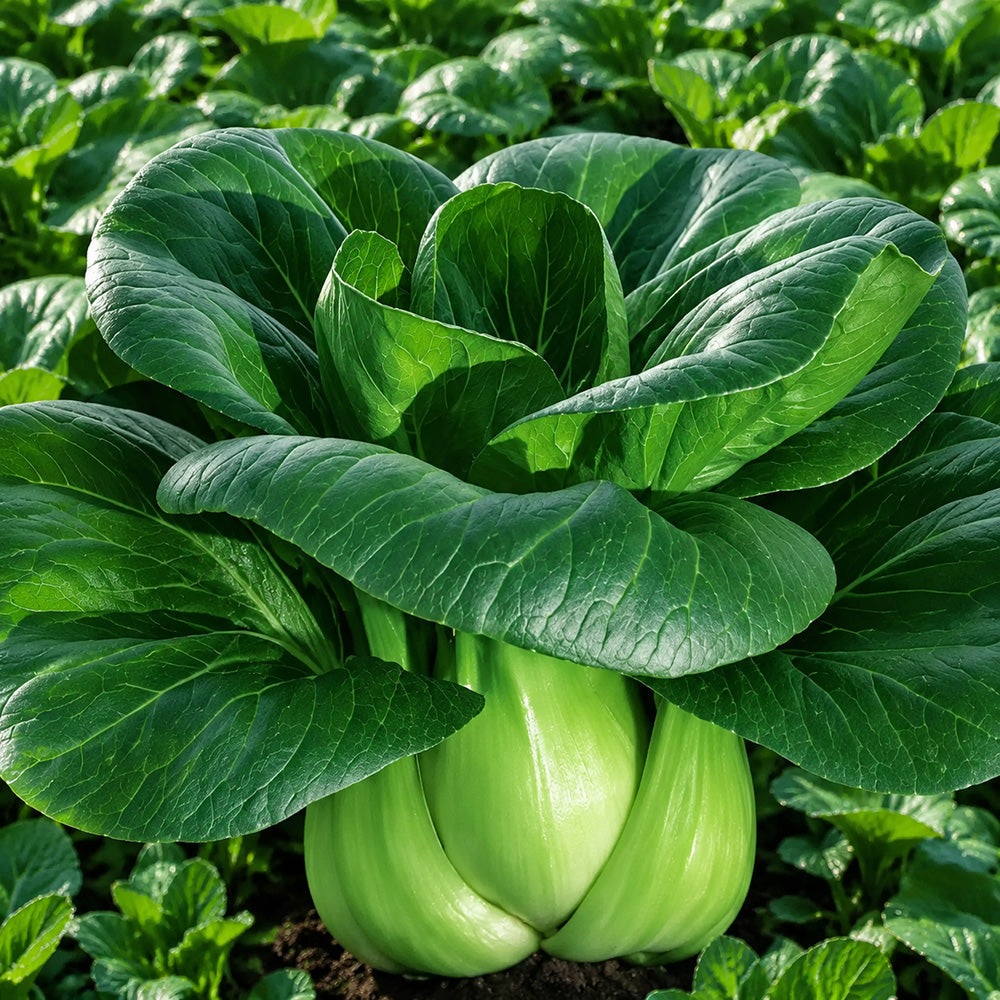 W1306 Jiemei Four-Season Dwarf Suzhou Qing Bok Choy