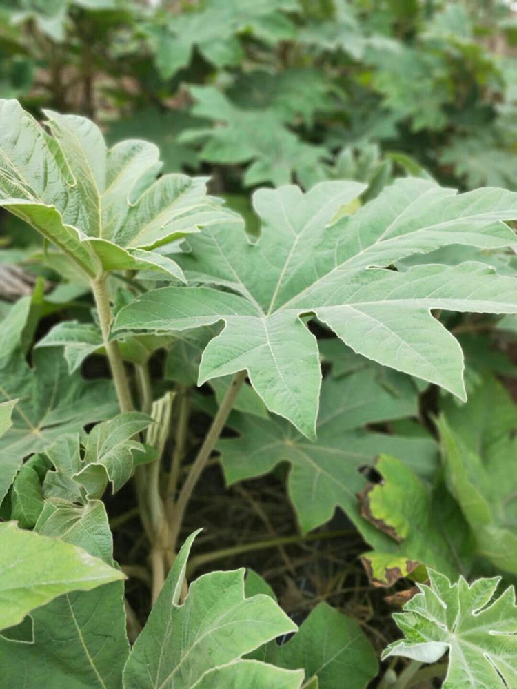 Rice Paper Plant