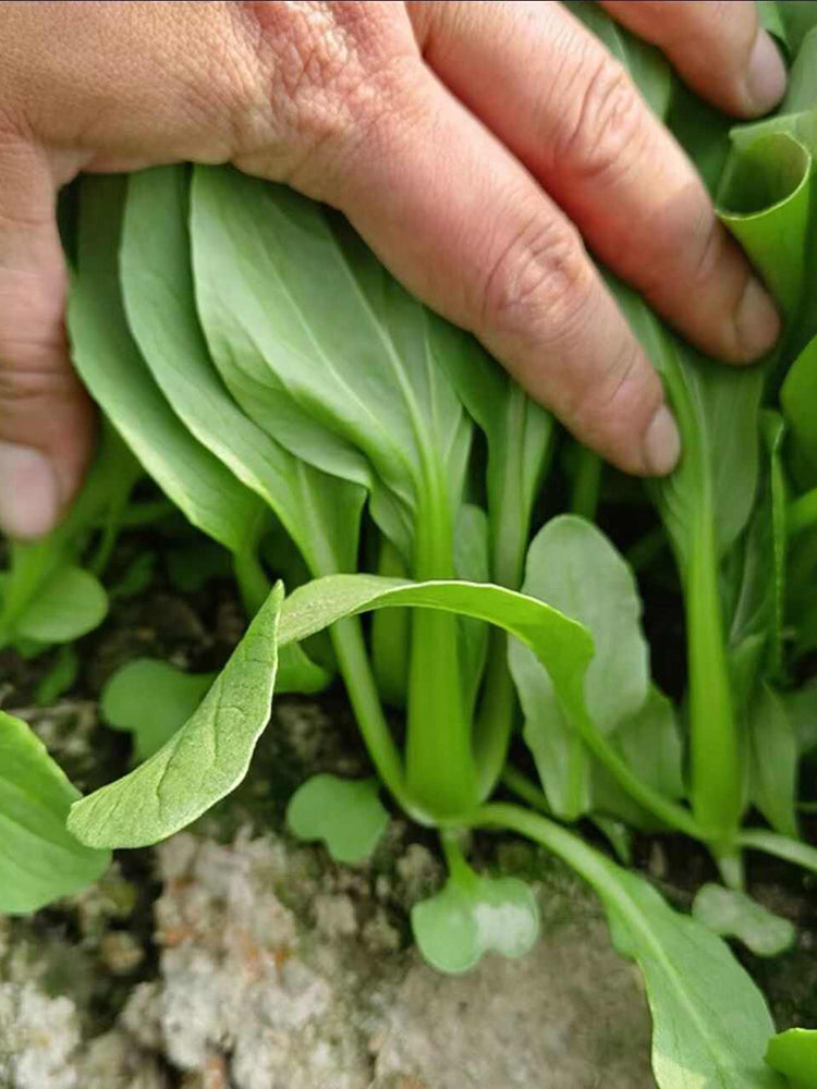 Jiemei Fast-growing Baby Bok Choy