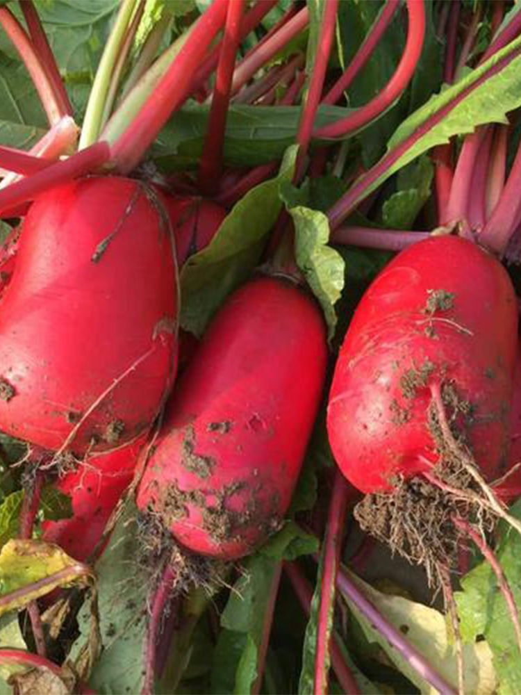'Guanhong No.3' Radish