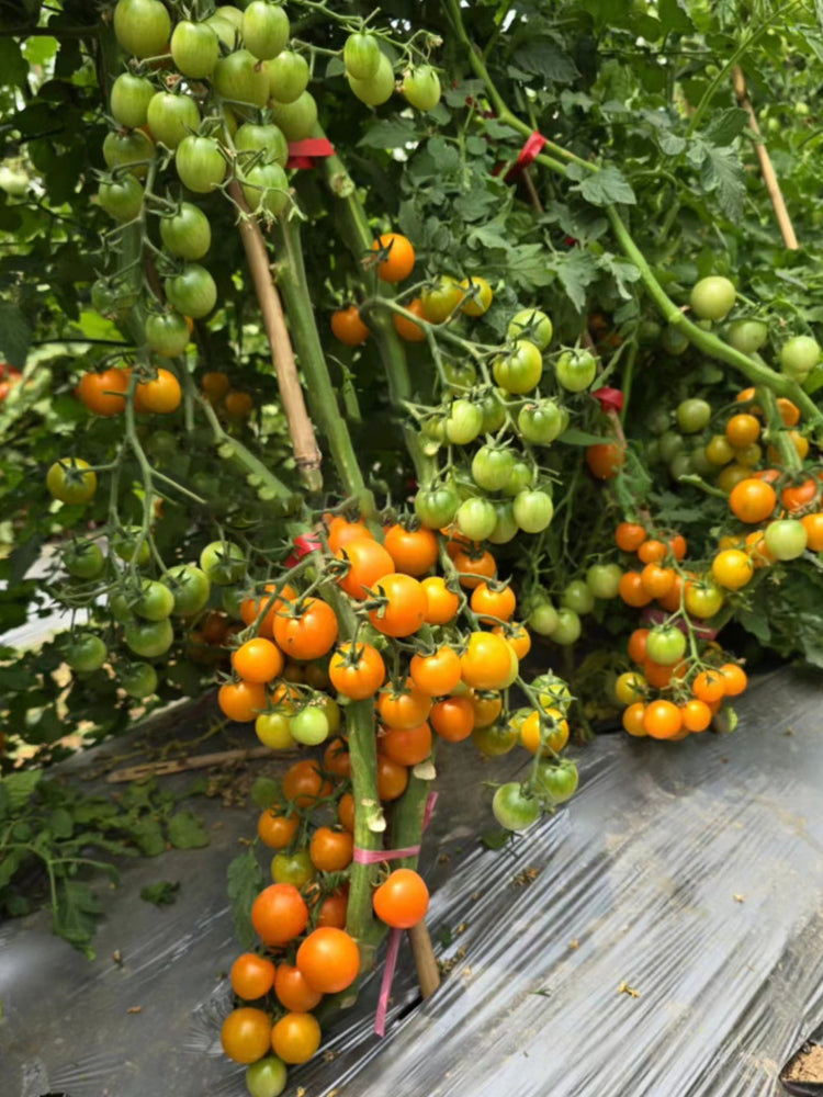 'Golden Amour' Tomato