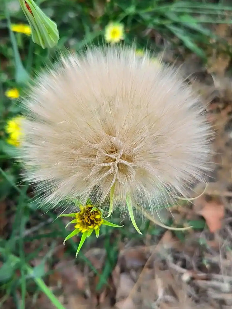 Giant Dandelion (Tragopogon orientalis)
