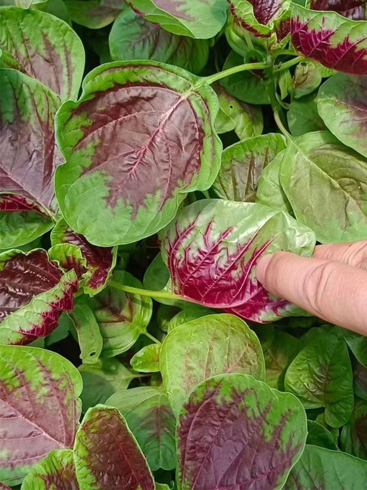 Red-Green Round-leaf Amaranth
