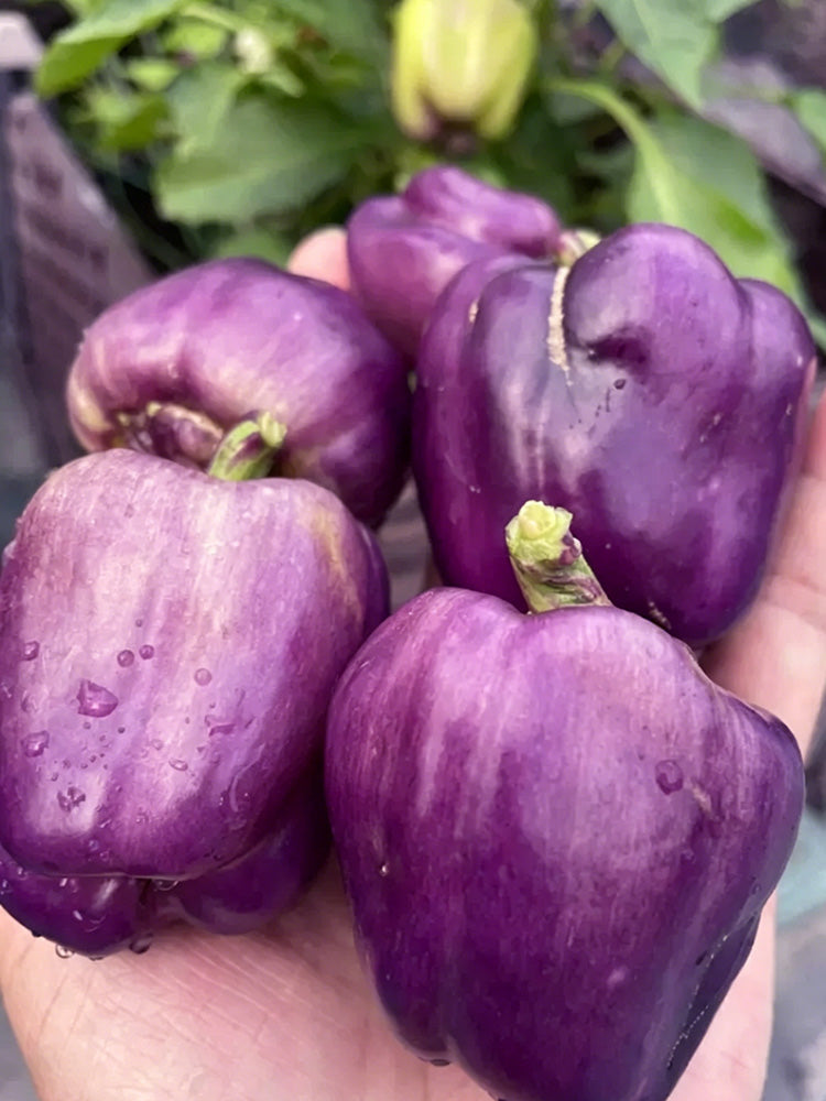 Shouhe Amethyst Sweet Pepper