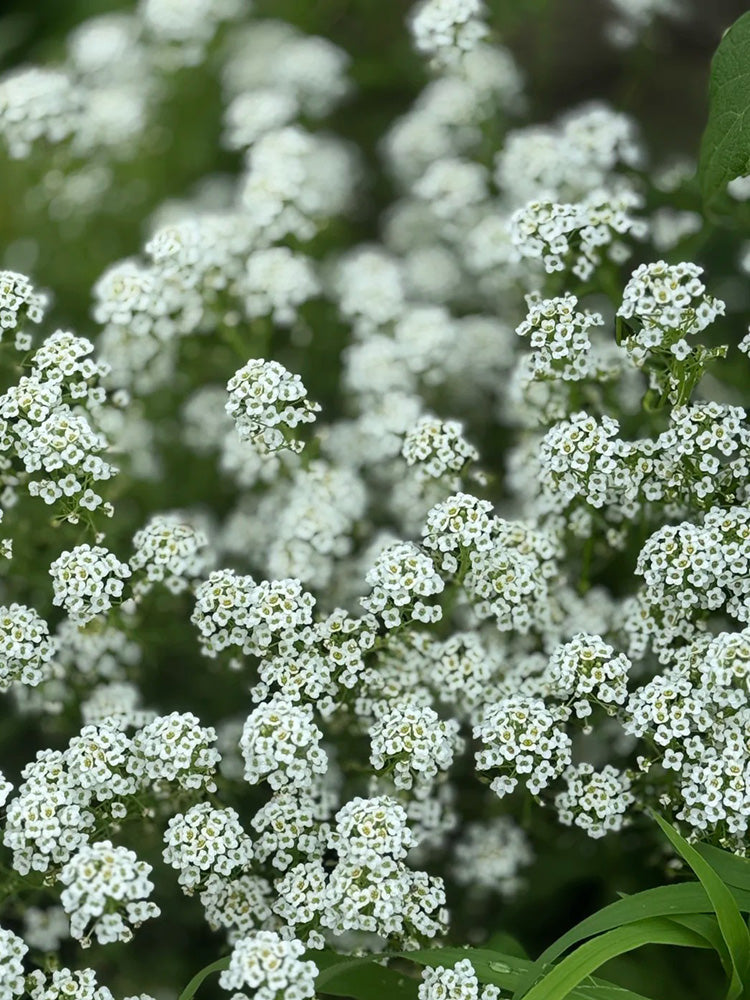 White Sweet Alyssum