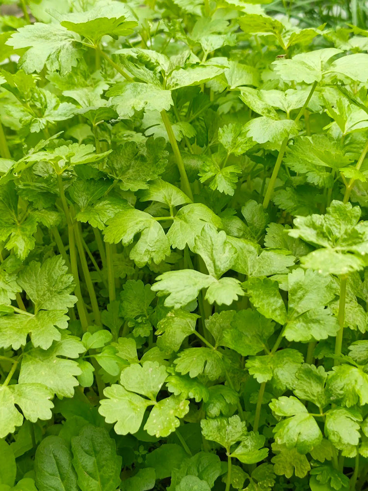 White Bone Yellow Heart Celery