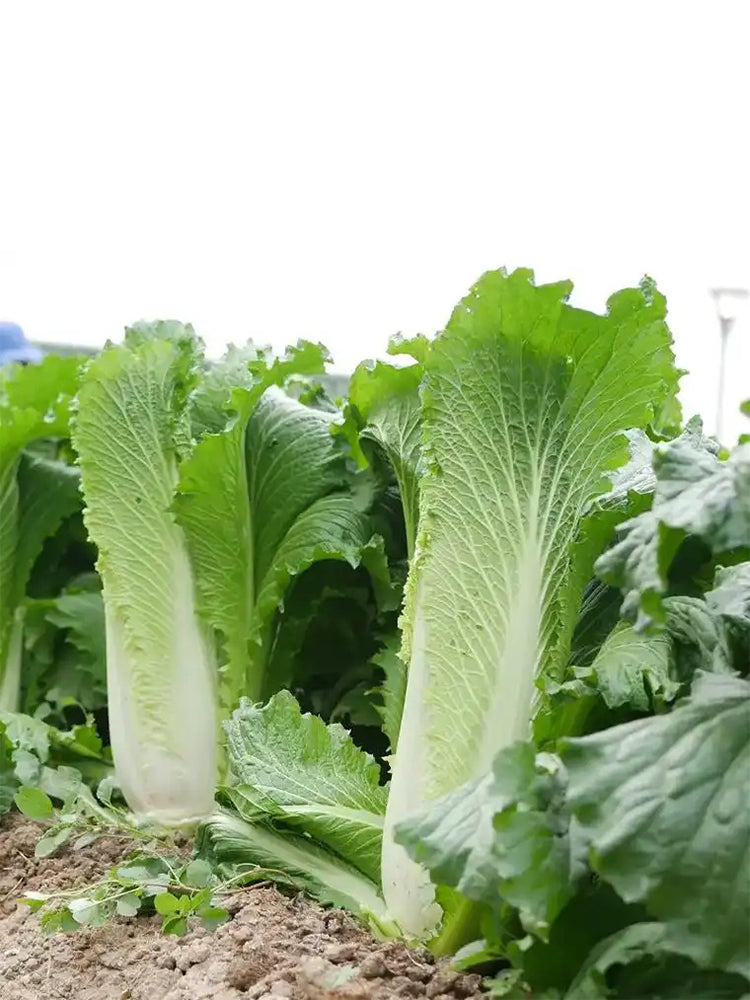 Tianjin Qingmaye Chinese Cabbage