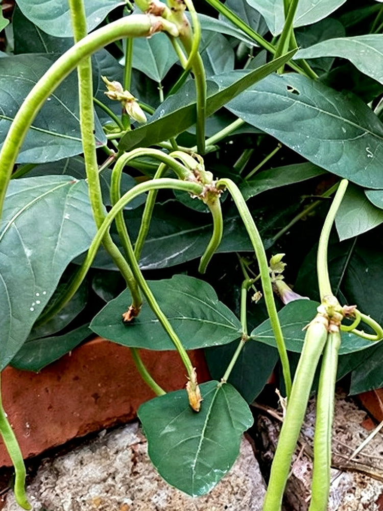 Zhengjiang Dwarf Bush Yardlong Bean