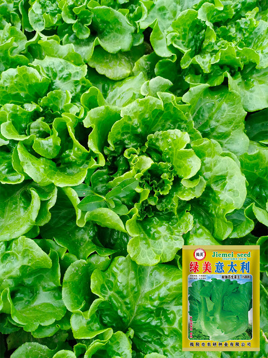 'Lvmei' Italian Lettuce