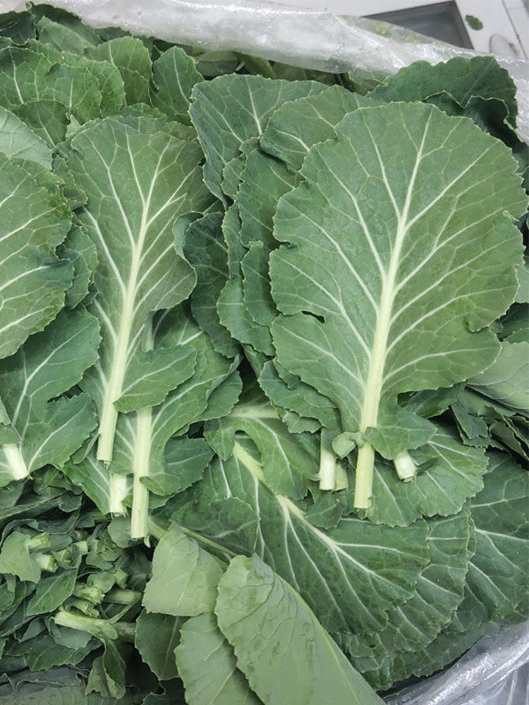 Yuanfeng Leaf Cabbage Hybrid