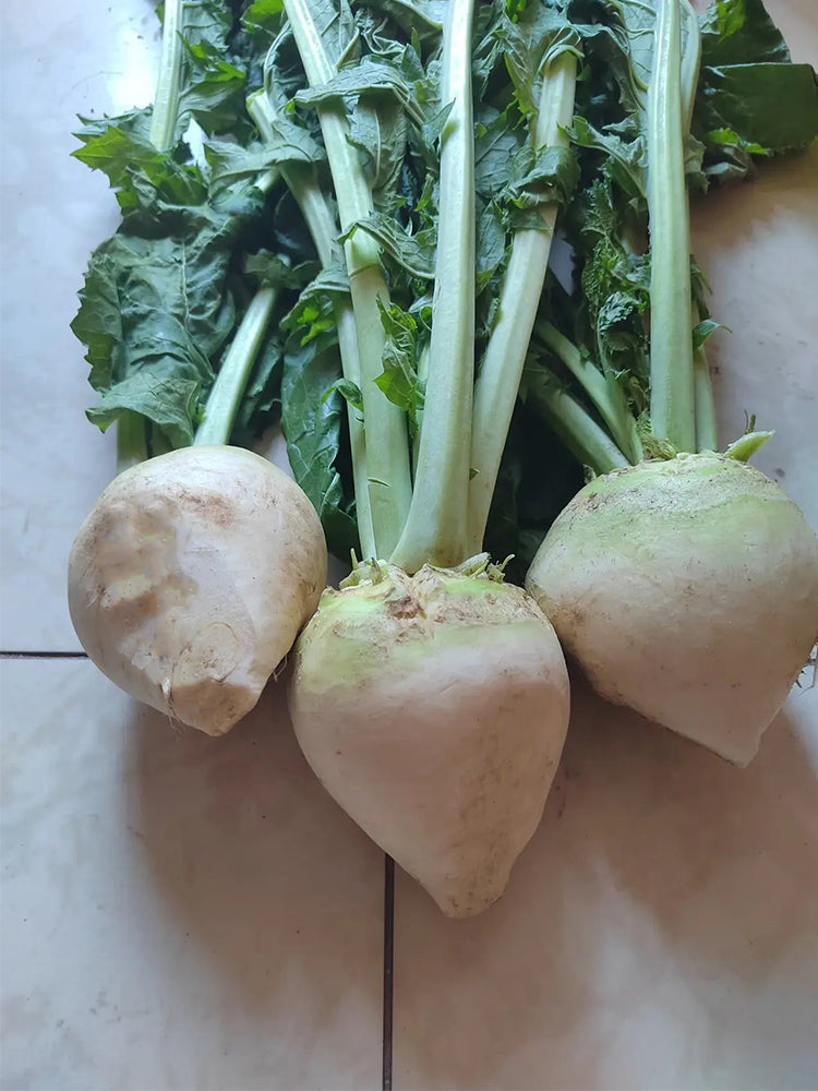 'Roundish 65' Root Mustard