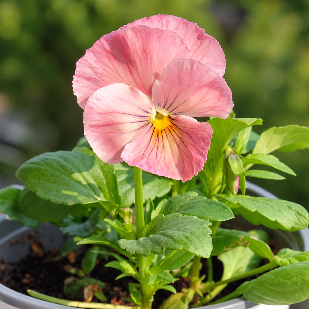 U2335 Imperial Antique Shades F1 Pansy