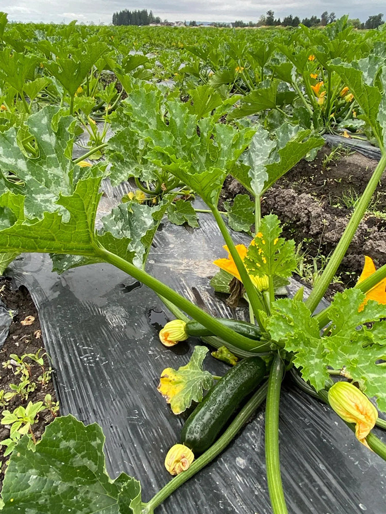Summit Zucchini