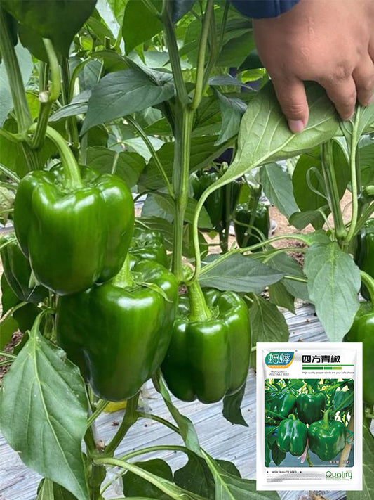 Square Green Pepper (Capsicum annuum)
