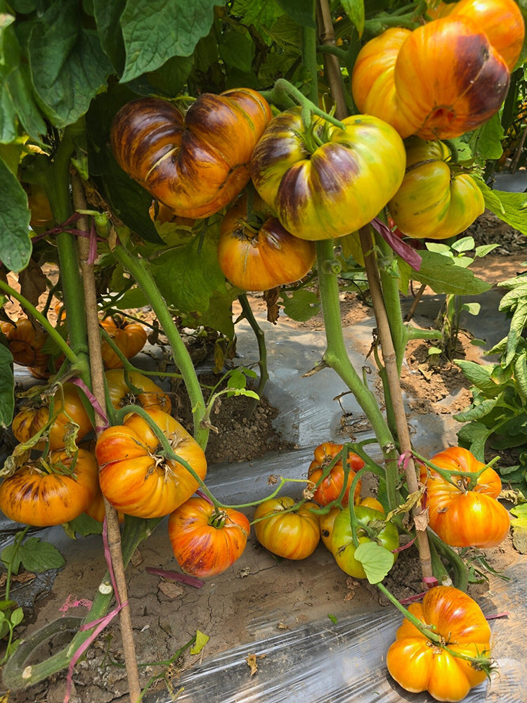 1060 Tempting Cheeks Tomato