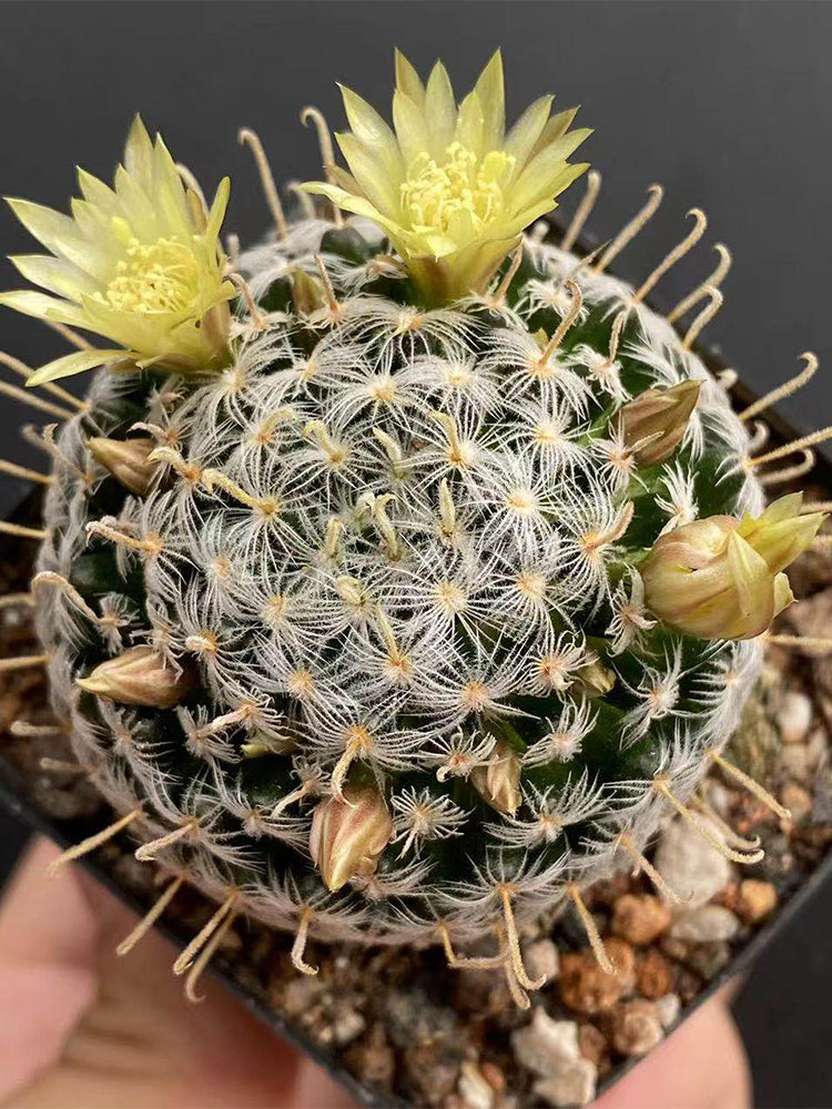 Mammillaria duwei