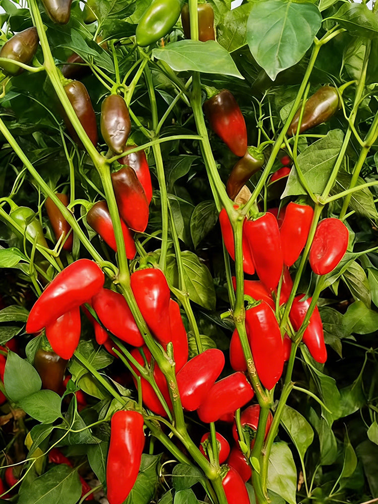 Mini Red Sweet Pepper