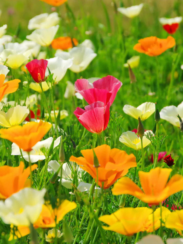 Mixed Colour California Poppy