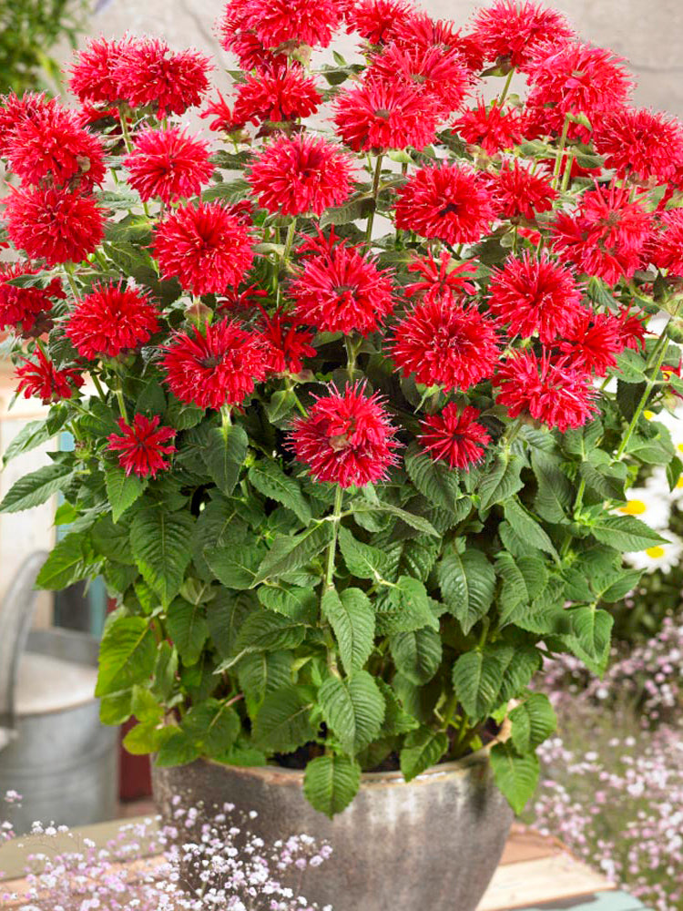 'Red Shades' Bee Balm