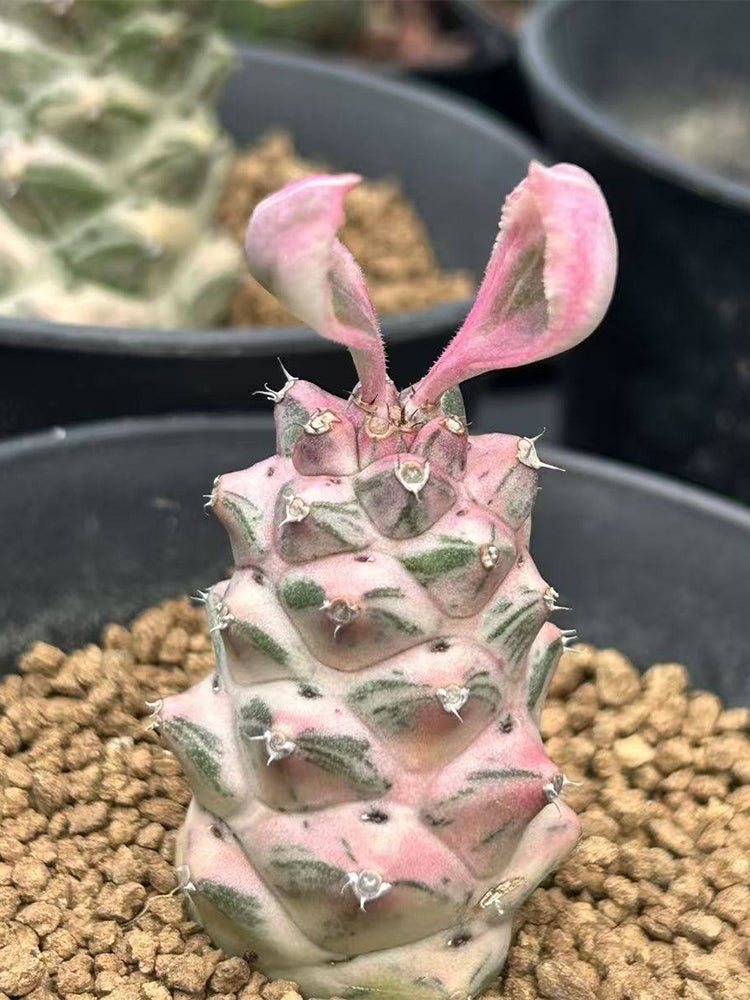 Monadenium ritchiei var. nyambense 'Variegata'