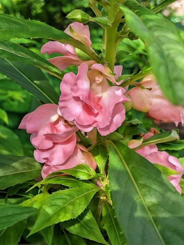 Pink Garden Balsam Double Flowers (Impatiens balsamena.L)